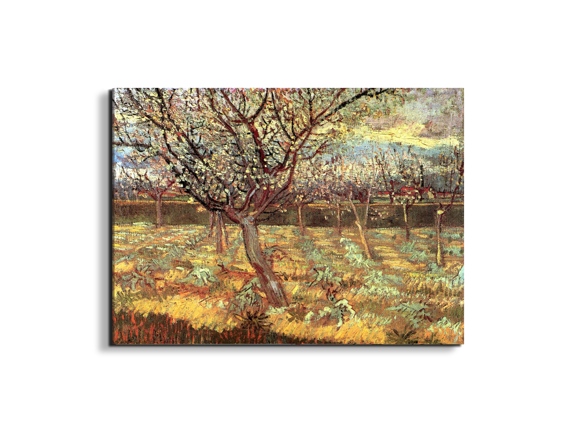 apricot-trees-in-blossom-iias90557-#materiale_EarthArt/dimensioni_76x57