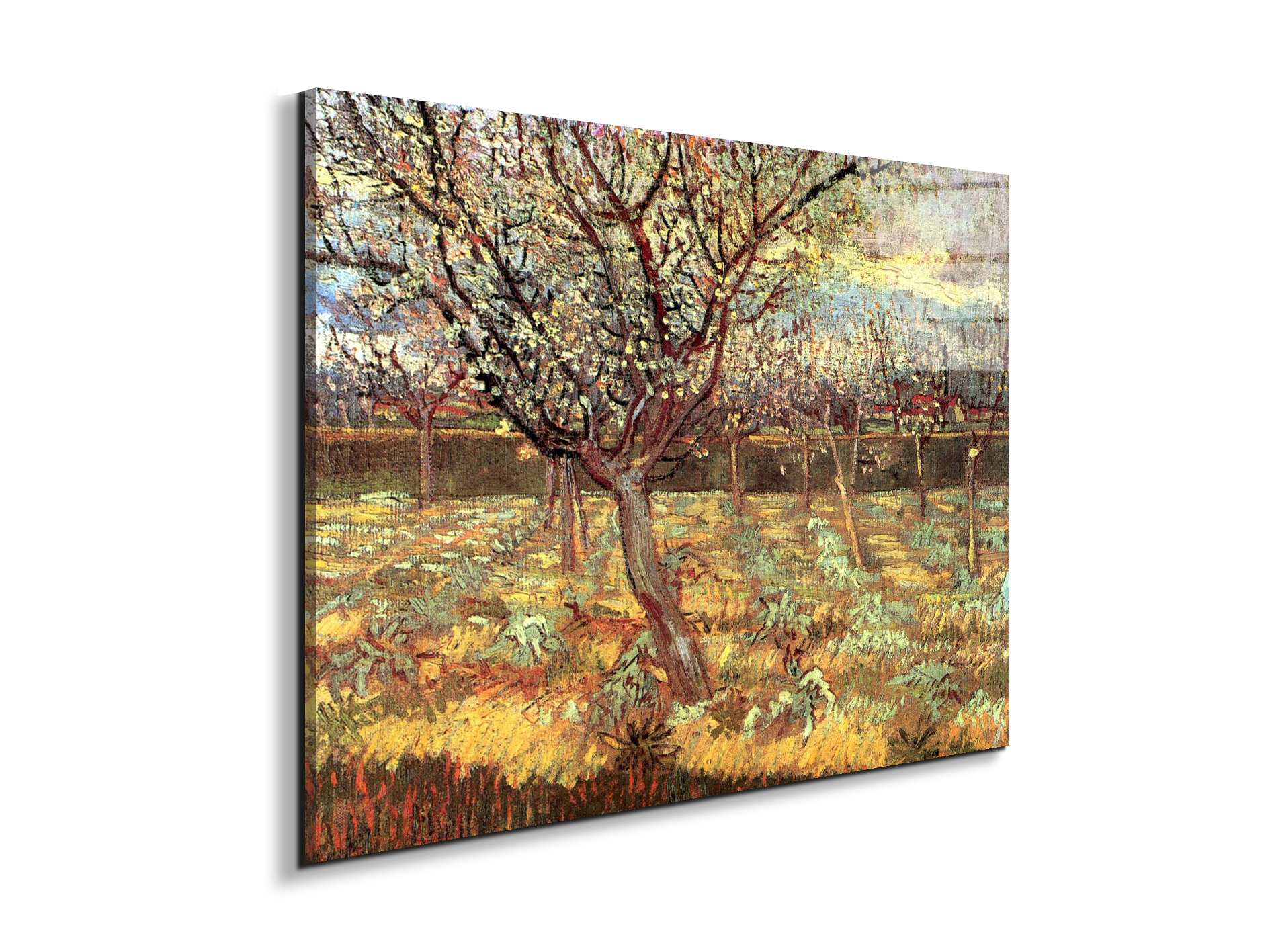 apricot-trees-in-blossom-iias90557-#materiale_EarthArt Total Gloss/dimensioni_76x57