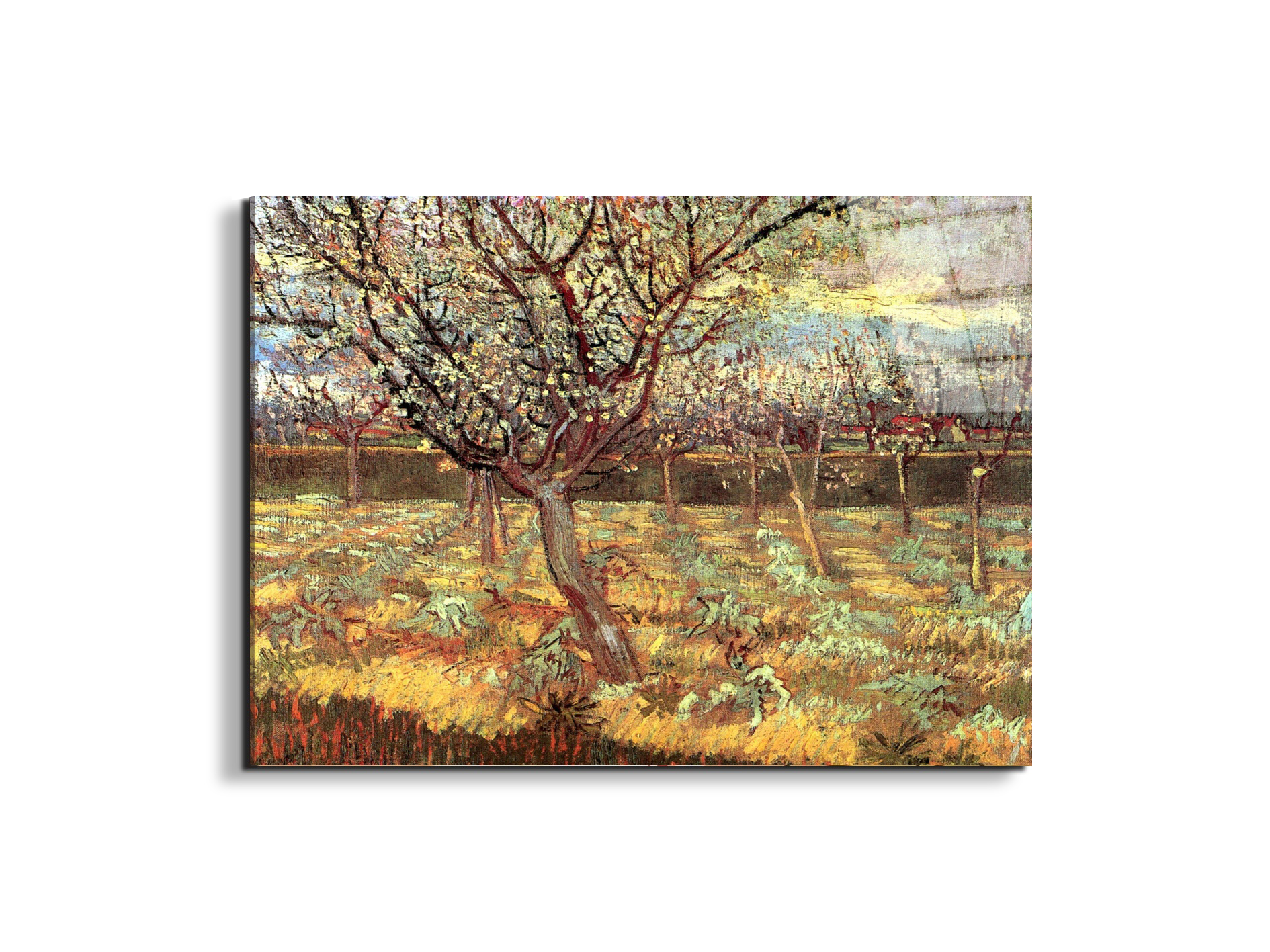apricot-trees-in-blossom-iias90557-#materiale_EarthArt Total Gloss/dimensioni_76x57