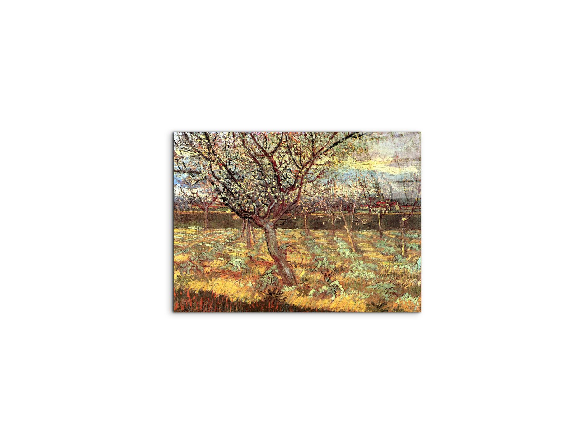 apricot-trees-in-blossom-iias90557-#materiale_CrystalArt/dimensioni_50x37,50