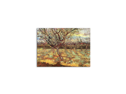 apricot-trees-in-blossom-iias90557-#materiale_CrystalArt/dimensioni_50x37,50