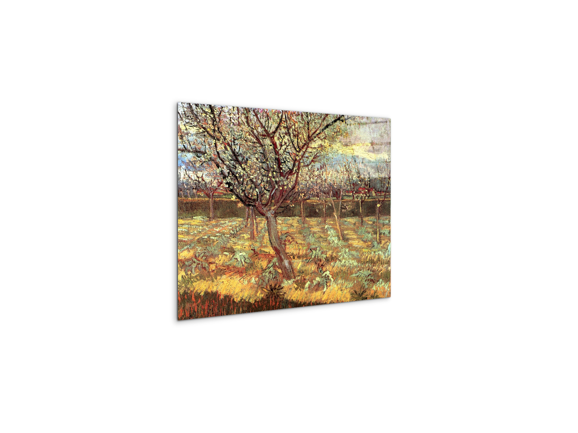 apricot-trees-in-blossom-iias90557-#materiale_CrystalArt/dimensioni_50x37,50