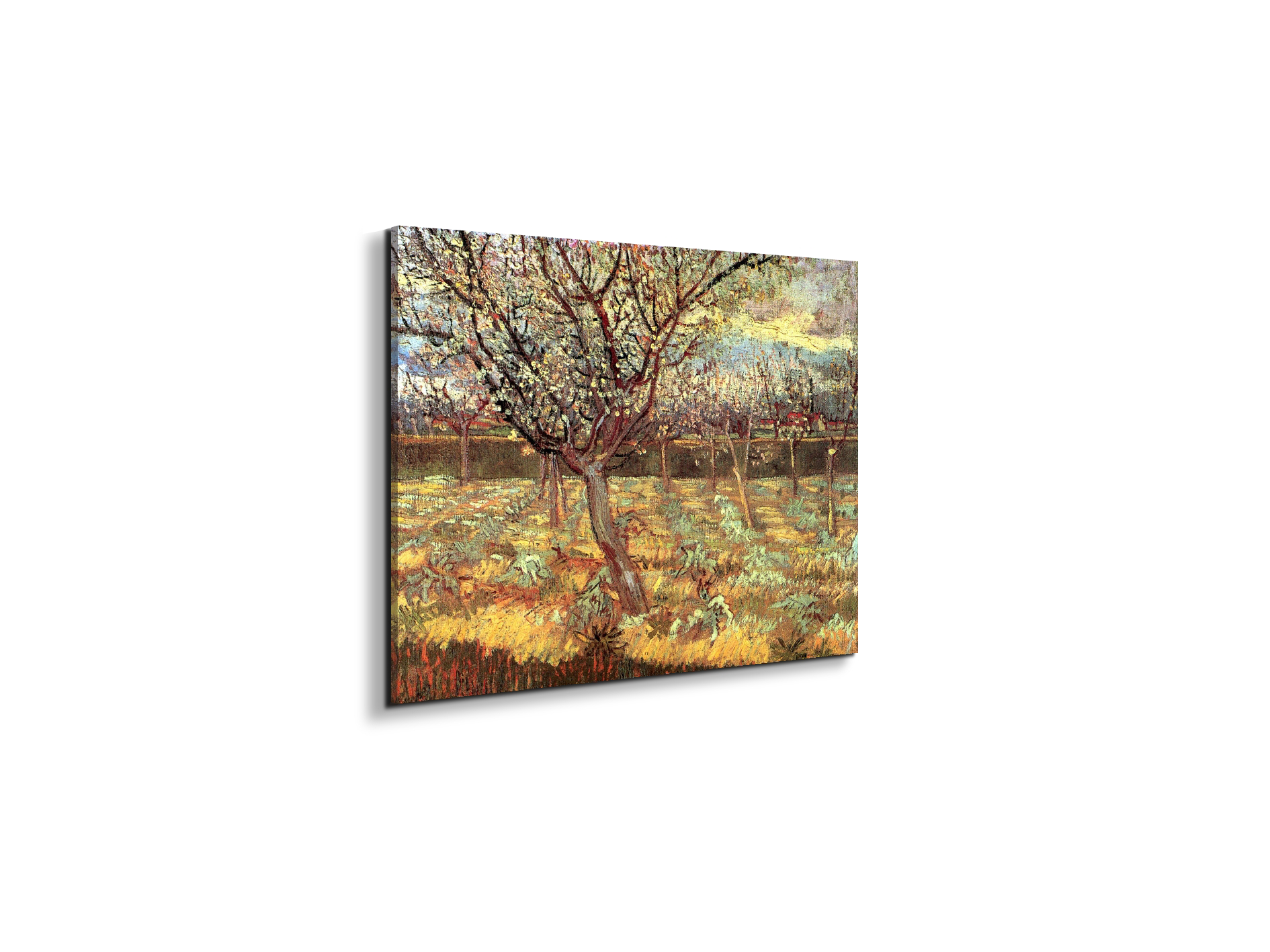 apricot-trees-in-blossom-iias90557-#materiale_EarthArt/dimensioni_50x37,50