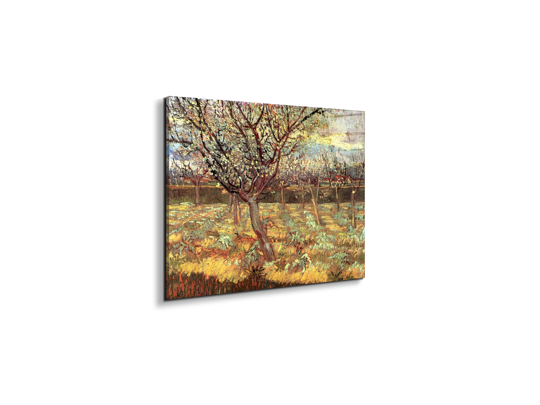 apricot-trees-in-blossom-iias90557-#materiale_EarthArt Total Gloss/dimensioni_50x37,50