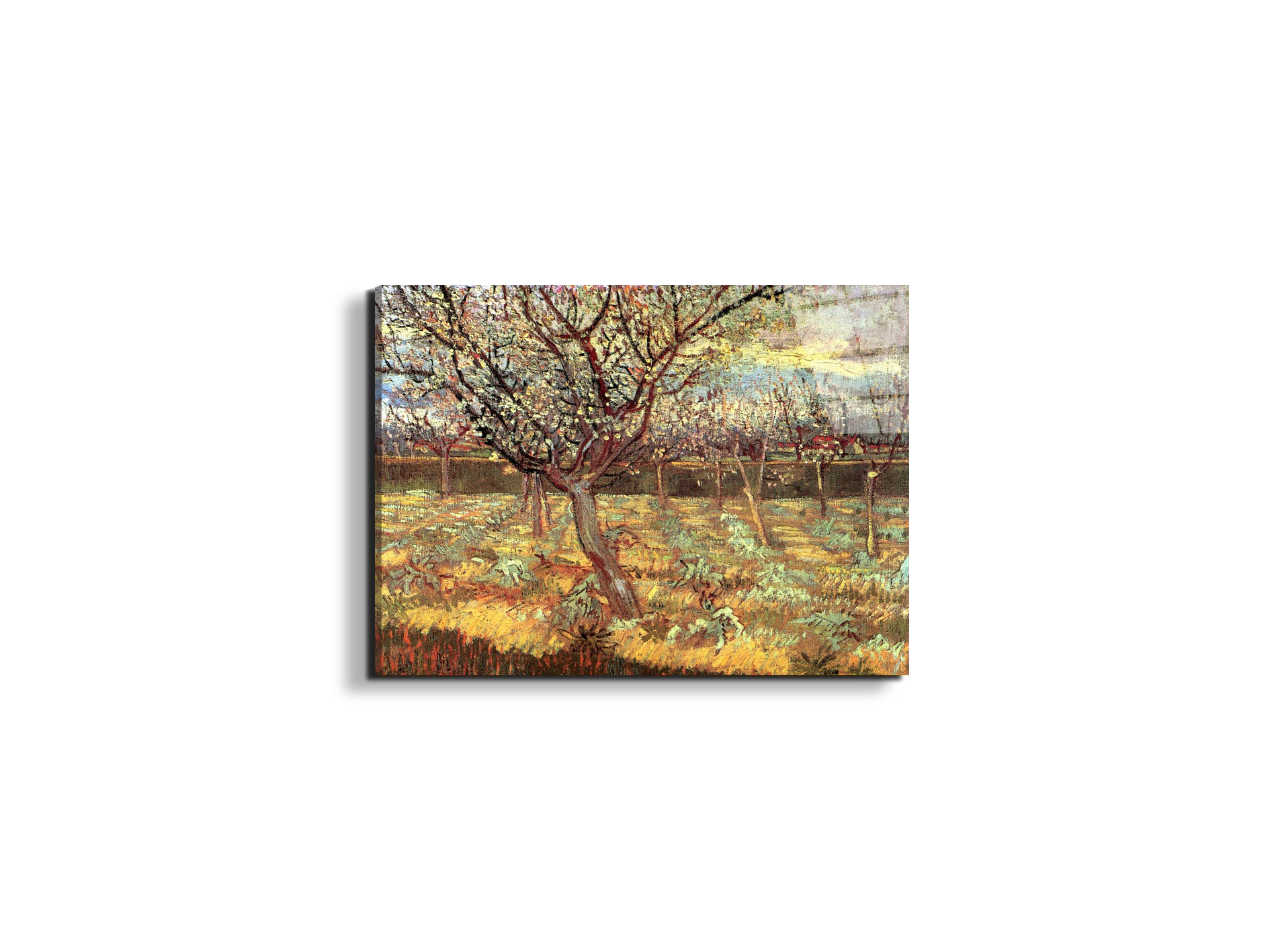 apricot-trees-in-blossom-iias90557-#materiale_EarthArt Total Gloss/dimensioni_50x37,50