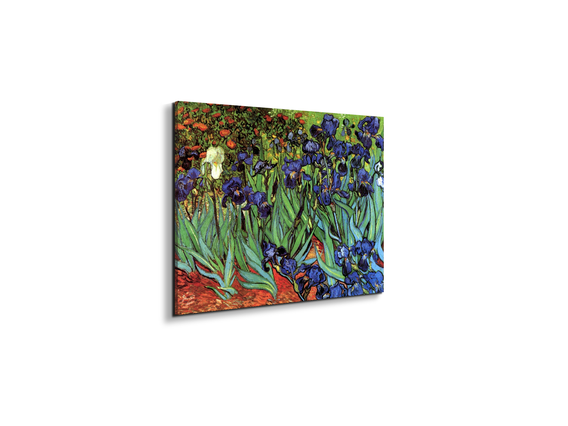 irisesas90705-#materiale_EarthArt/dimensioni_50x37,50