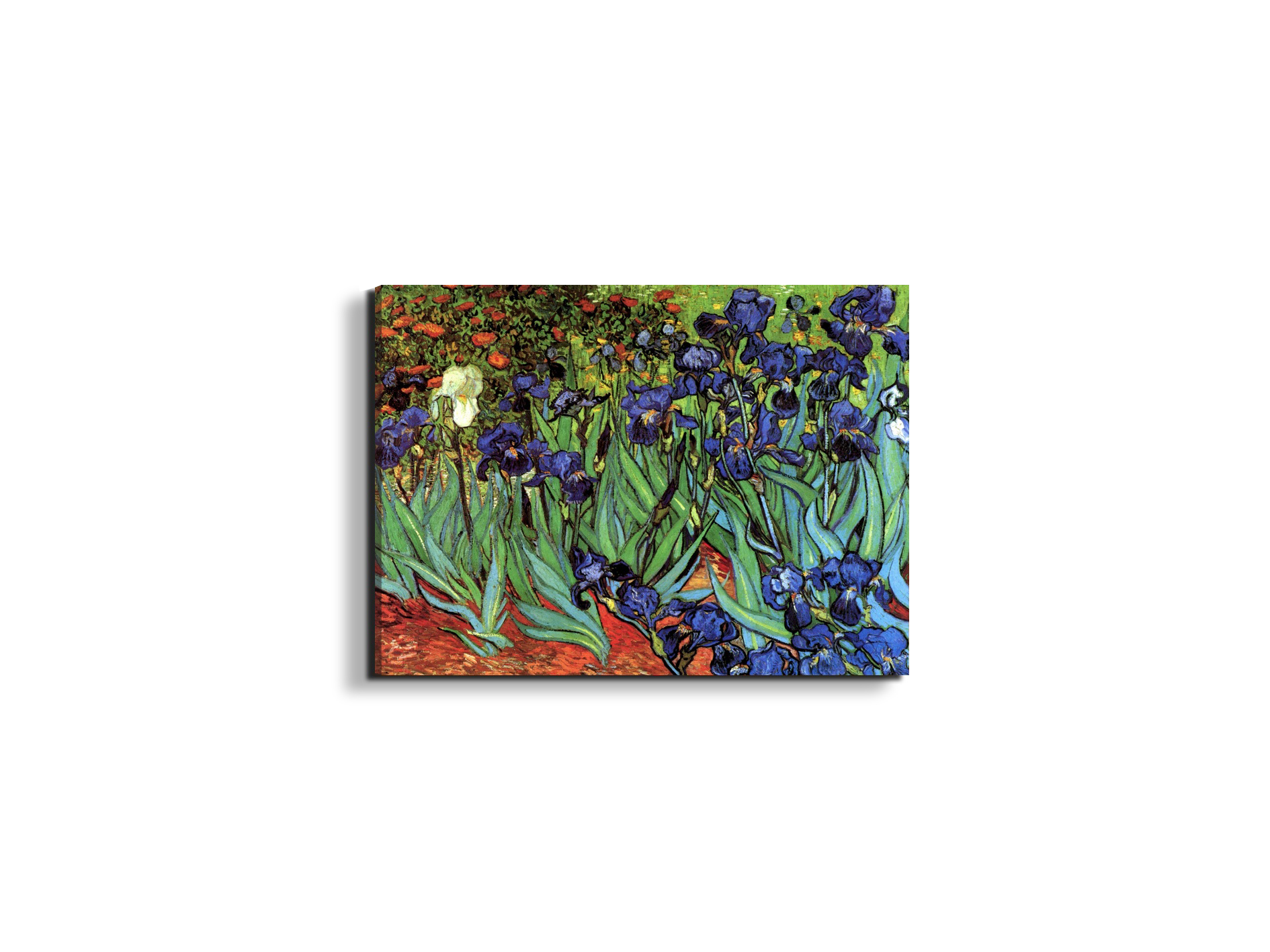 irisesas90705-#materiale_EarthArt/dimensioni_50x37,50
