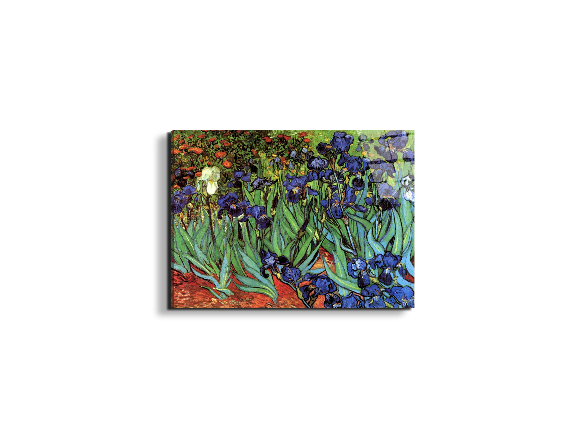 irisesas90705-#materiale_EarthArt Total Gloss/dimensioni_50x37,50