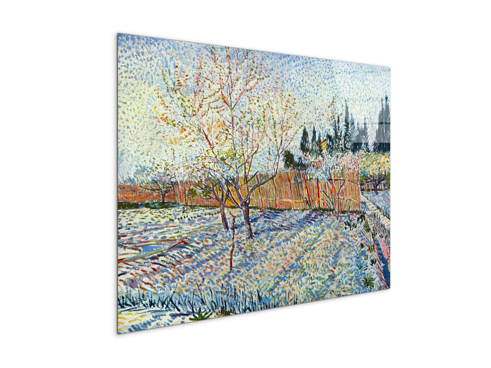 orchard-with-cypressas90755-