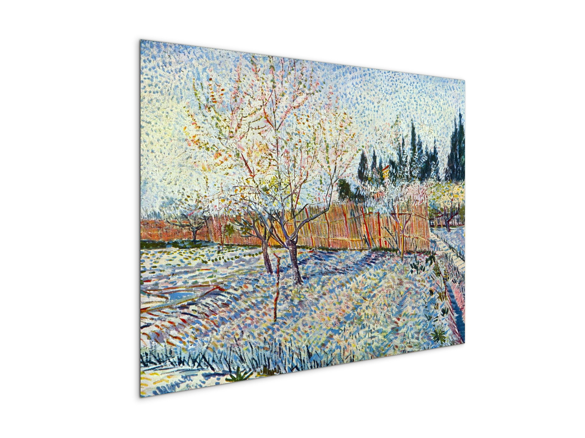 orchard-with-cypressas90755-