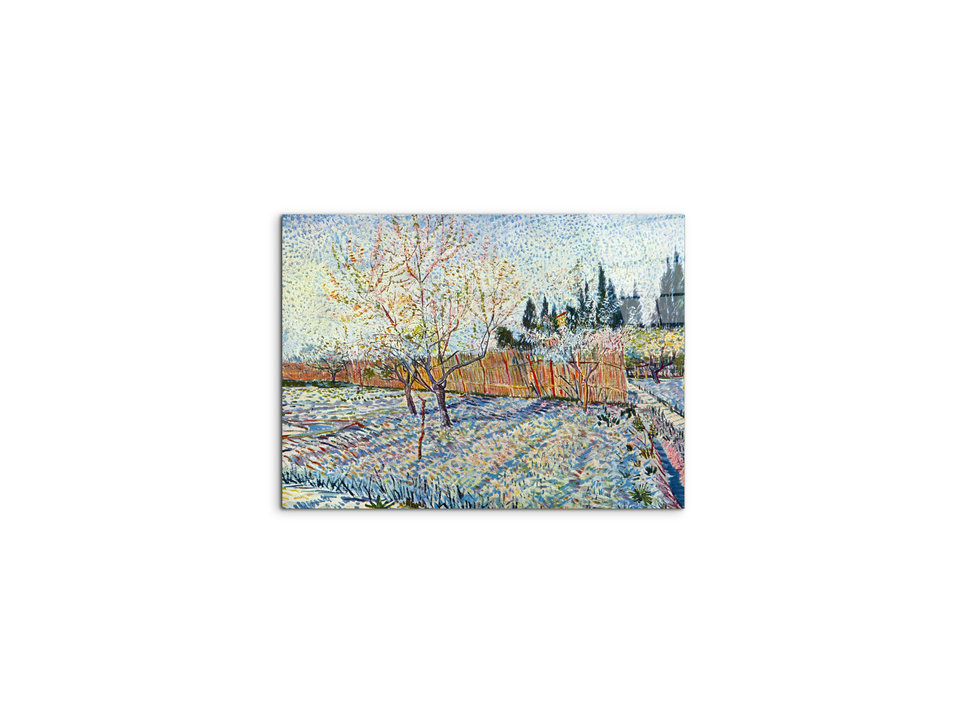 orchard-with-cypressas90755-