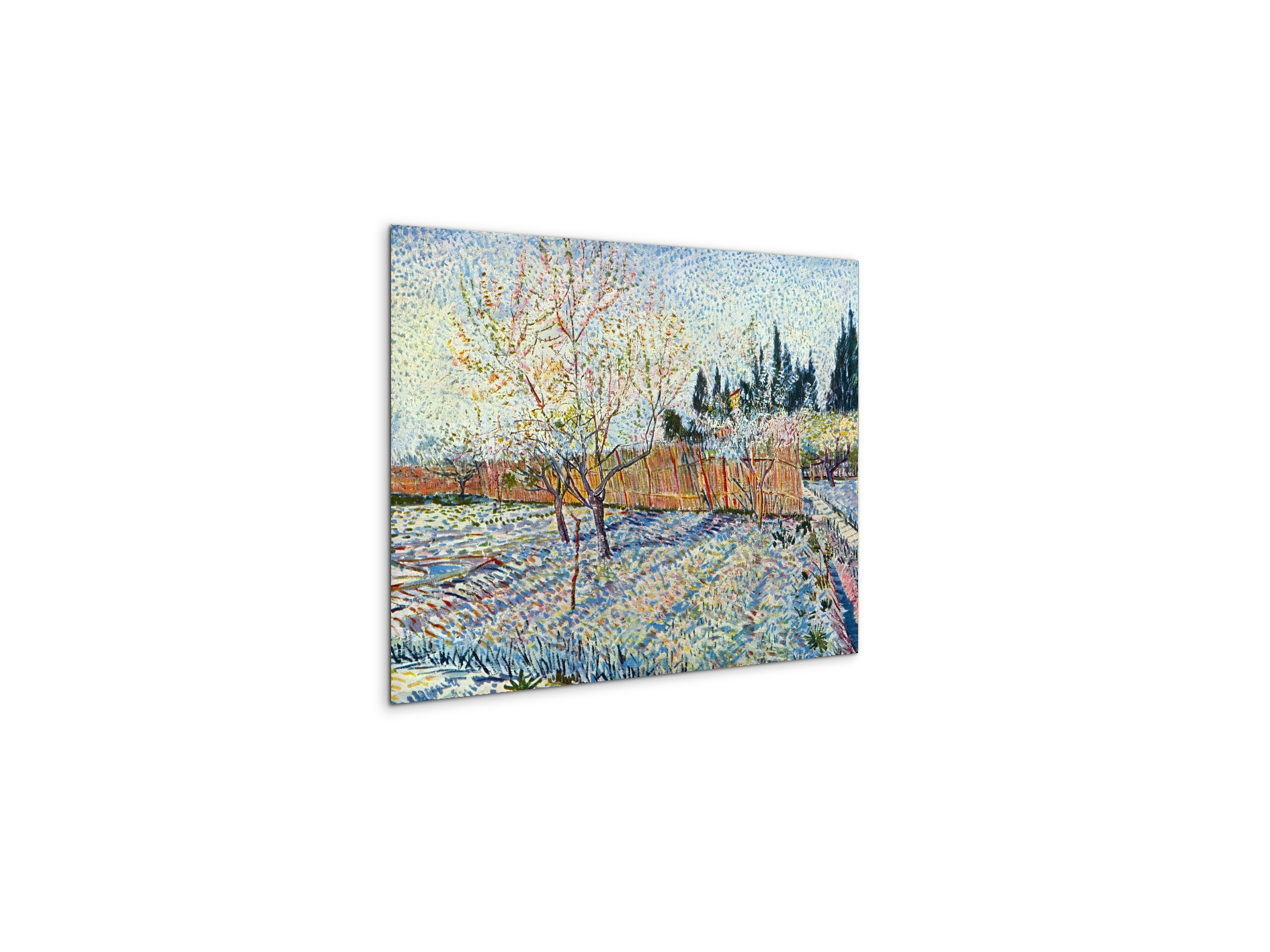 orchard-with-cypressas90755-