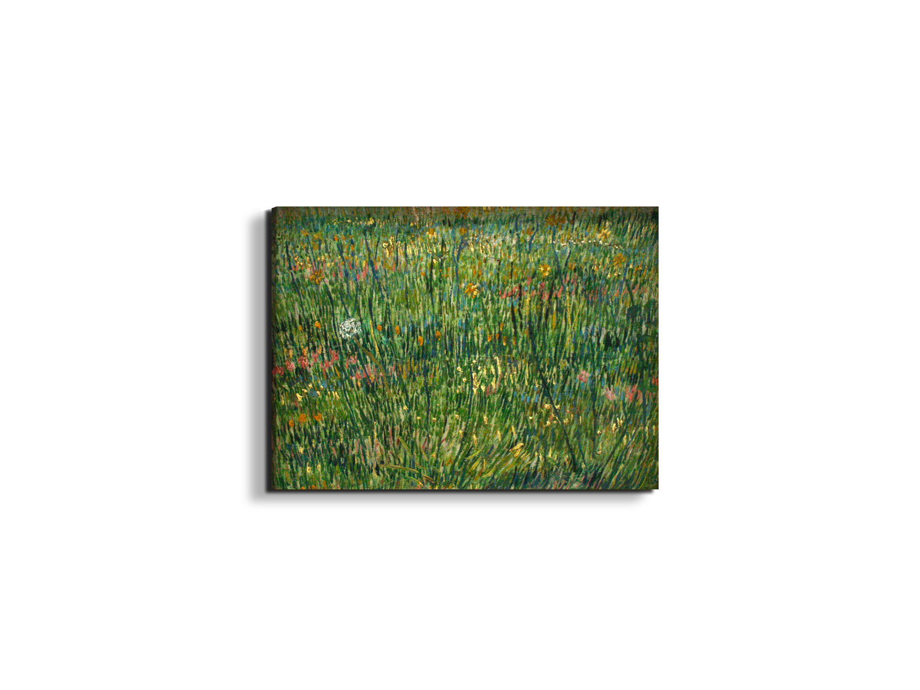 patch-of-grassas90773-