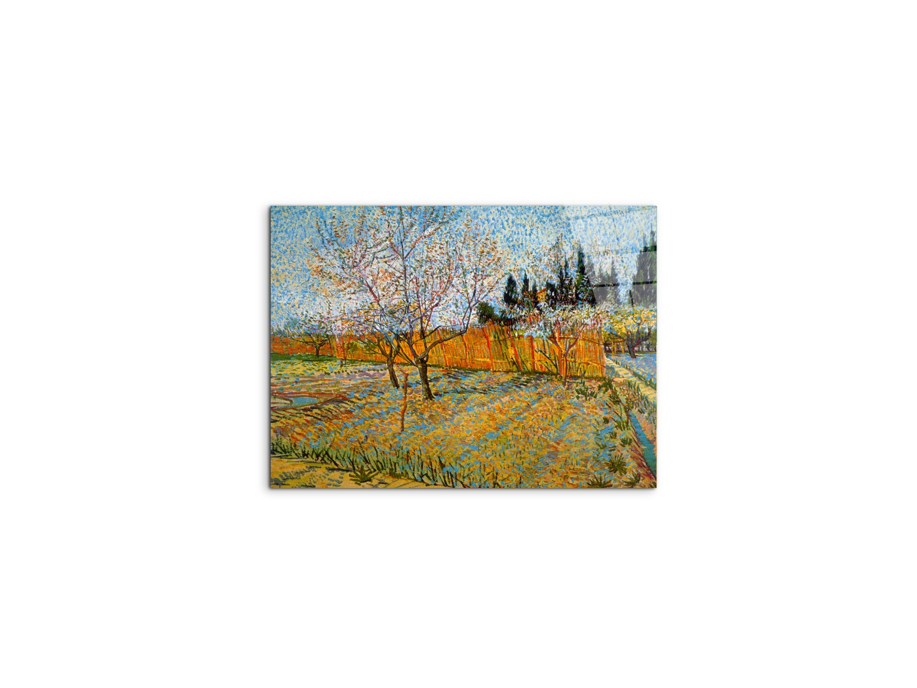 peach-treesas90781-