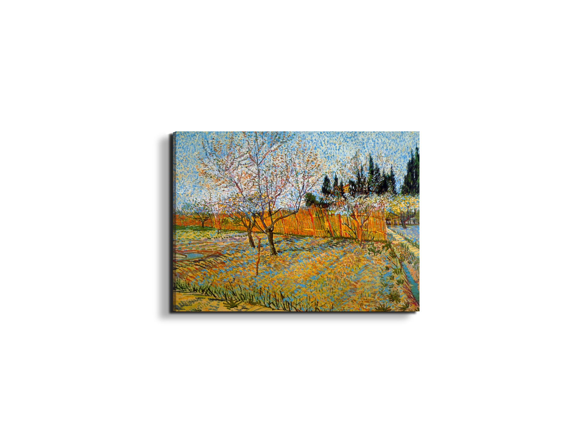 peach-treesas90781-