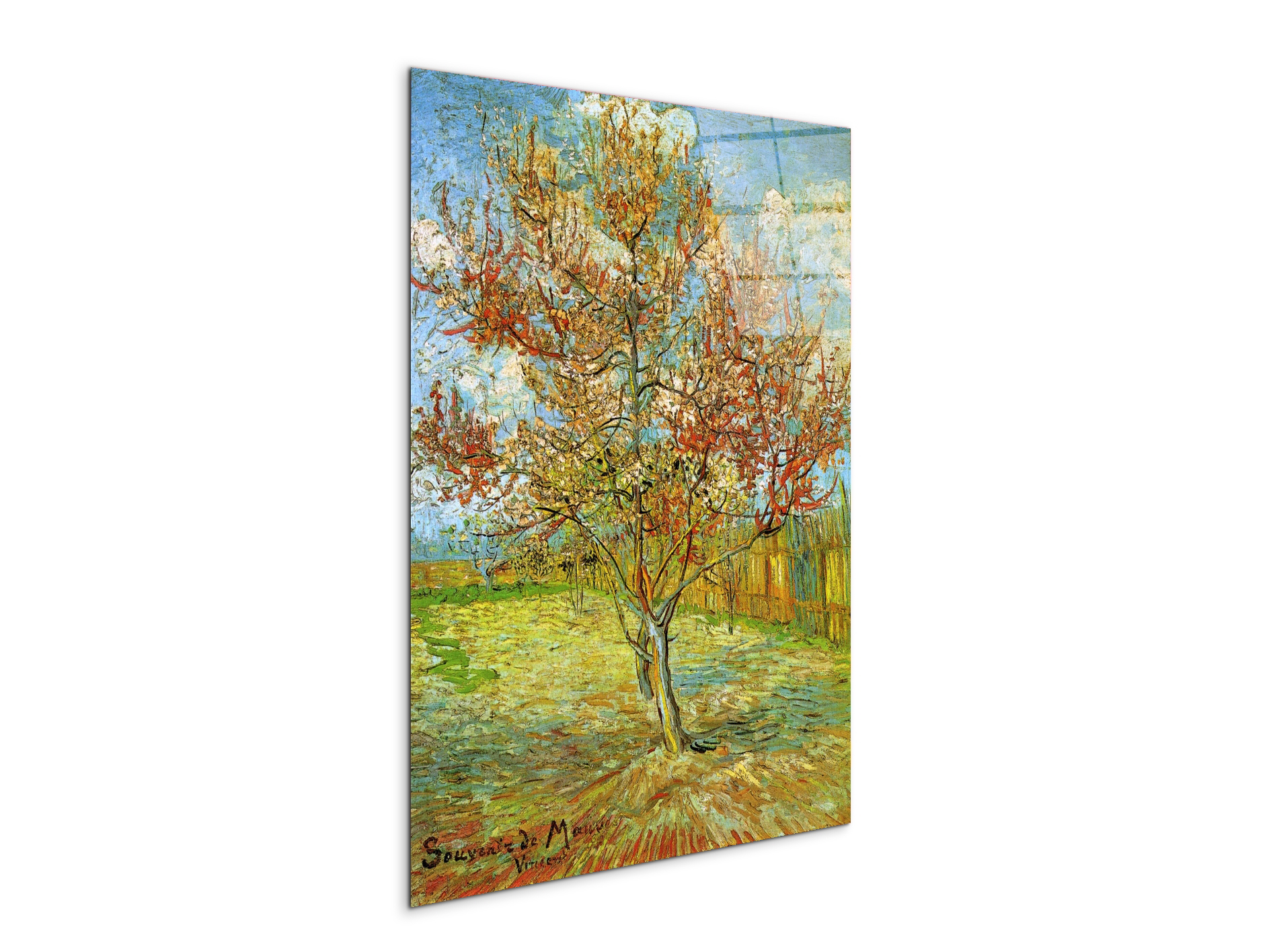 pink-peach-tree-in-blossom-reminiscence-of-mauveas90795-