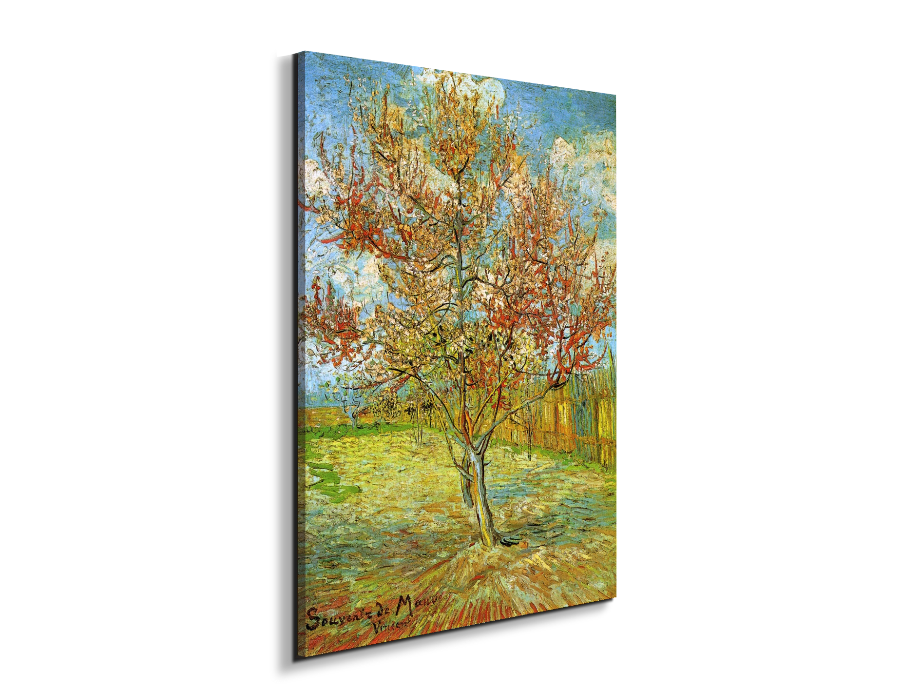 pink-peach-tree-in-blossom-reminiscence-of-mauveas90795-