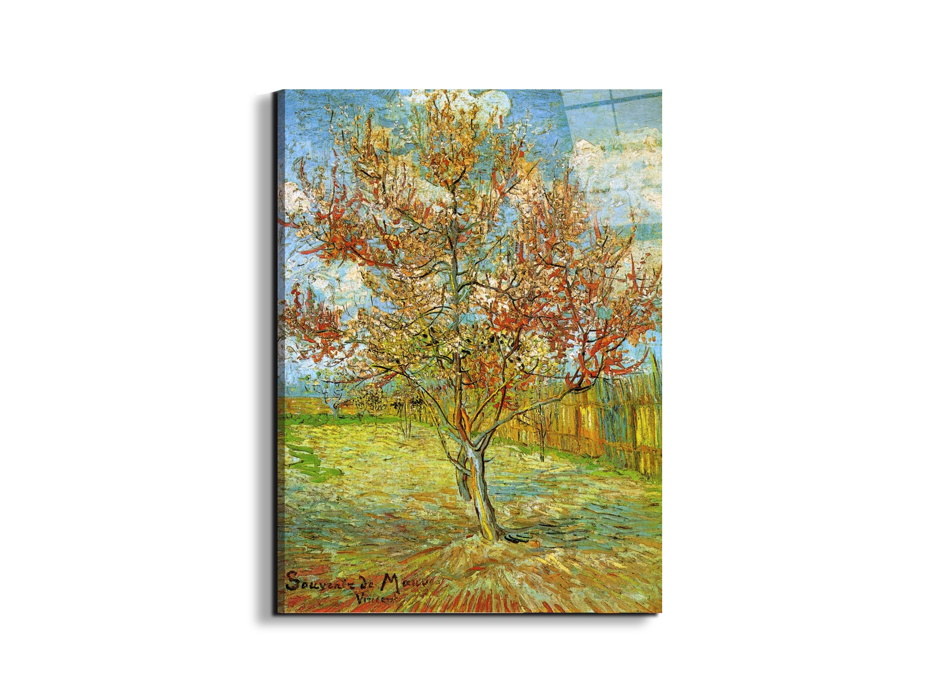 pink-peach-tree-in-blossom-reminiscence-of-mauveas90795-
