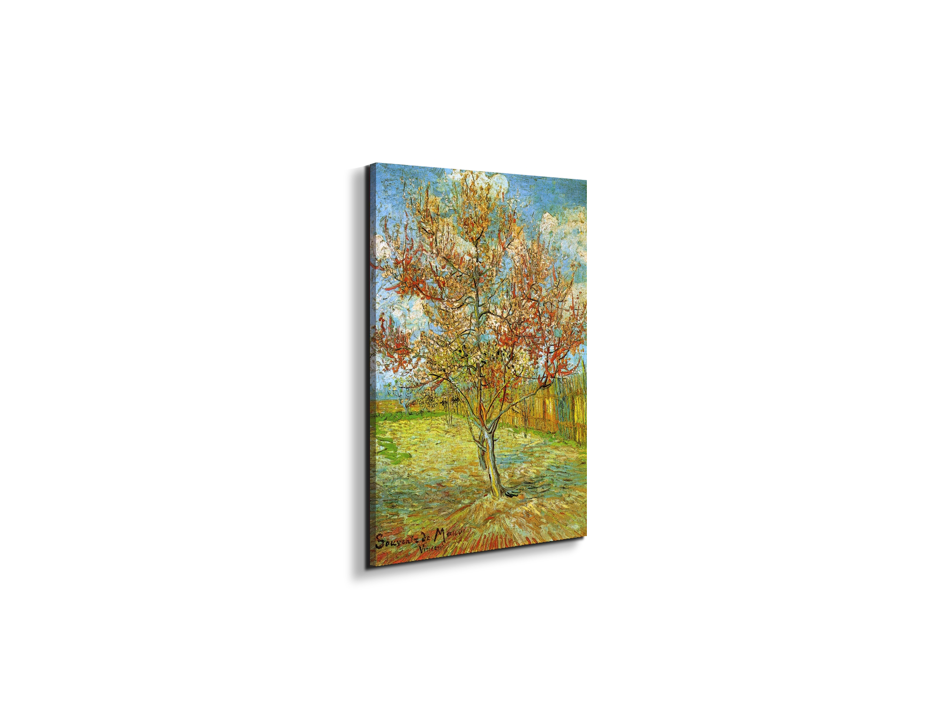 pink-peach-tree-in-blossom-reminiscence-of-mauveas90795-