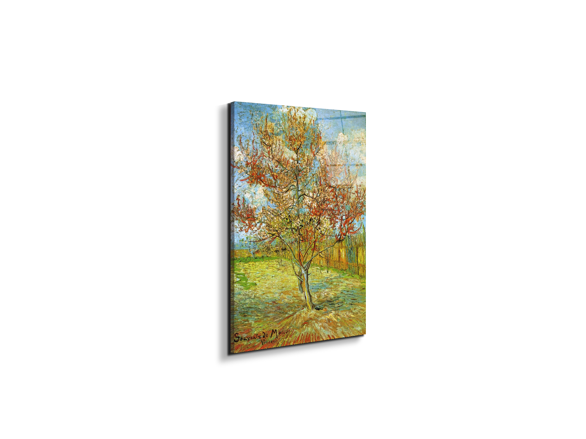 pink-peach-tree-in-blossom-reminiscence-of-mauveas90795-