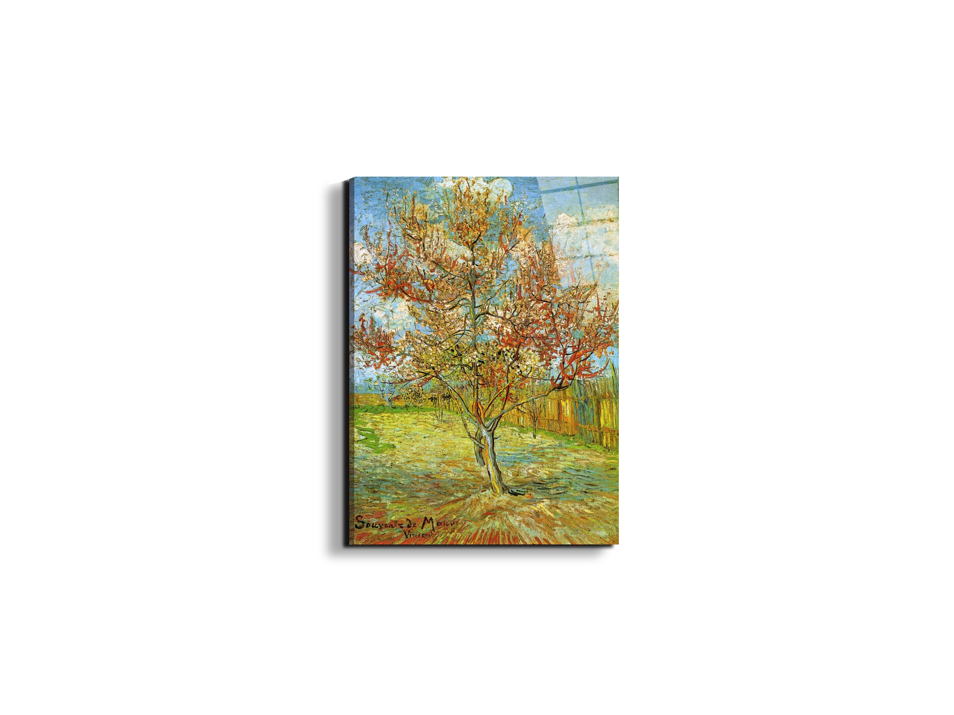 pink-peach-tree-in-blossom-reminiscence-of-mauveas90795-