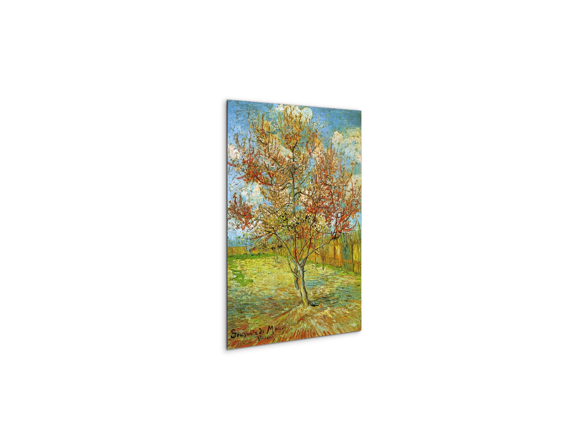 pink-peach-tree-in-blossom-reminiscence-of-mauveas90795-