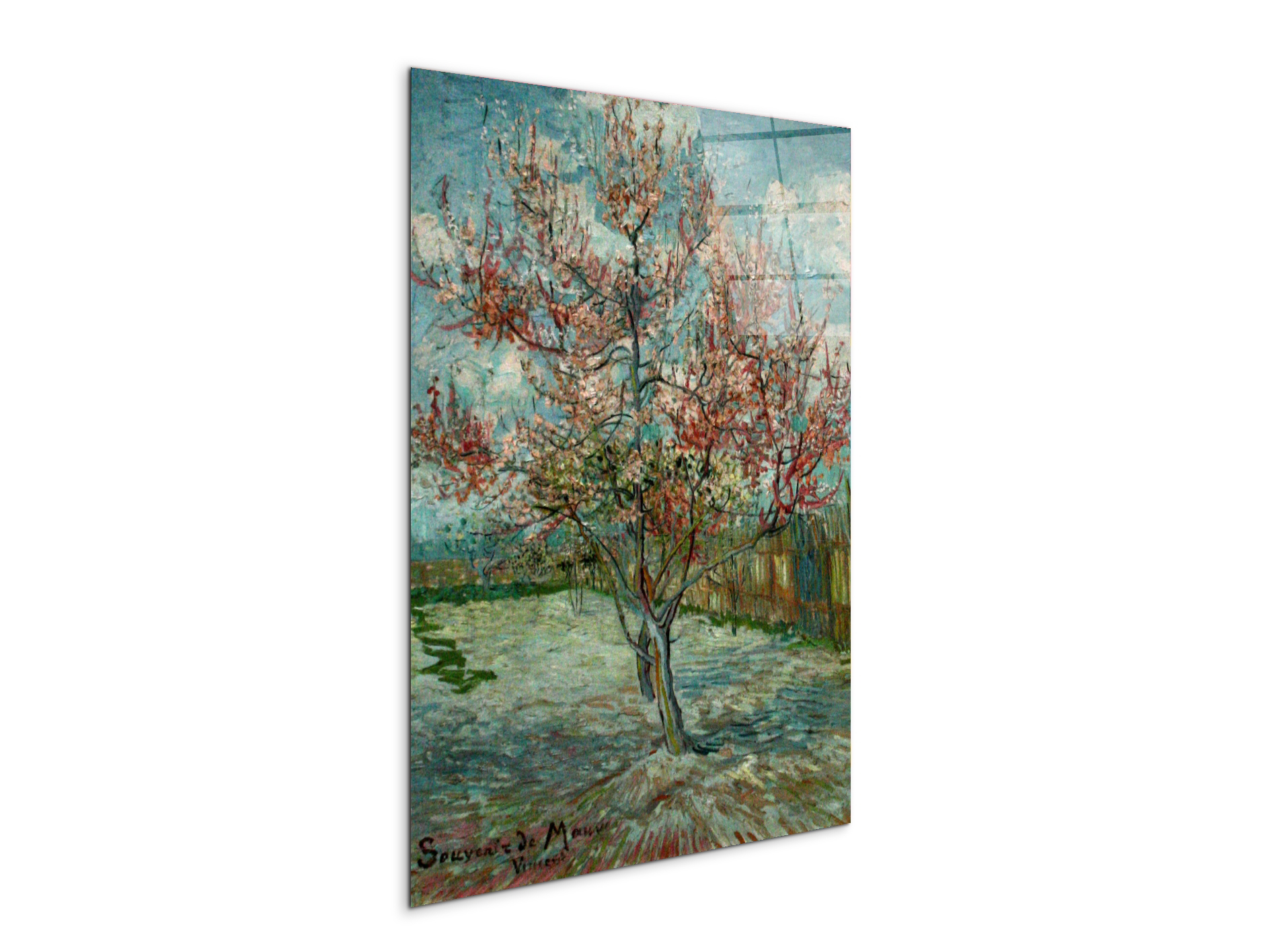 pink-peach-trees-souvenir-de-mauveas90797-