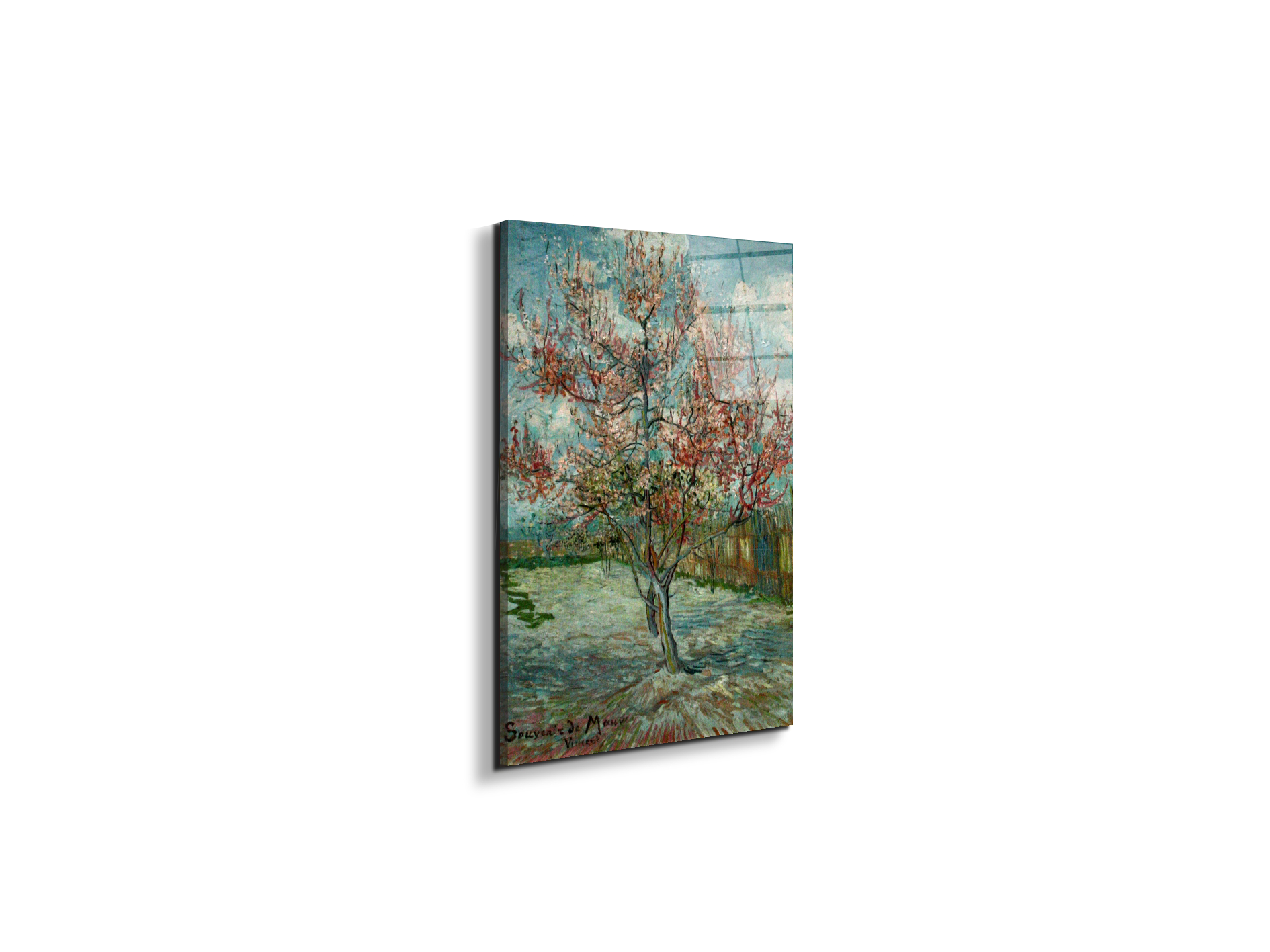 pink-peach-trees-souvenir-de-mauveas90797-