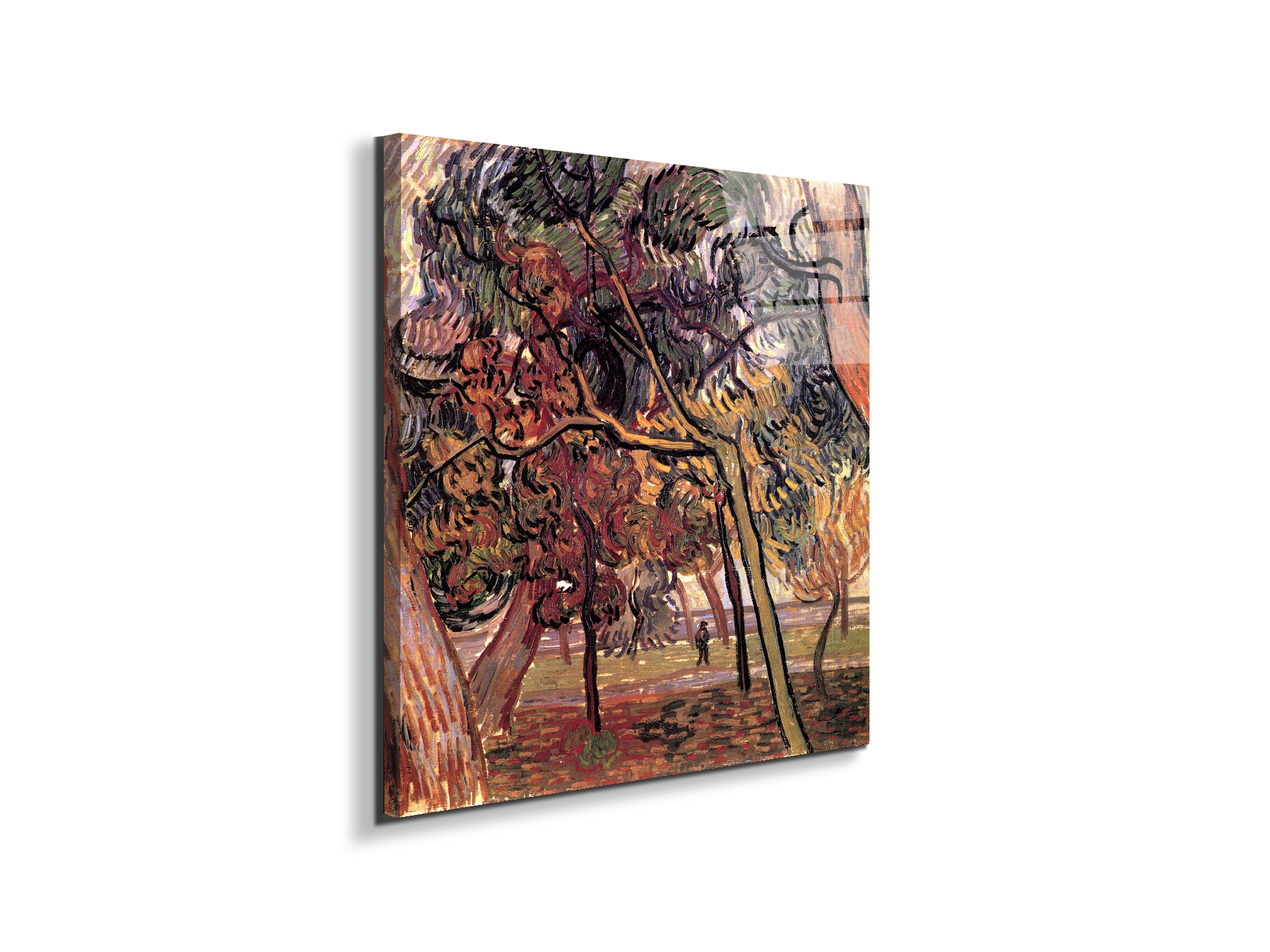 study-of-pine-treesas90897-