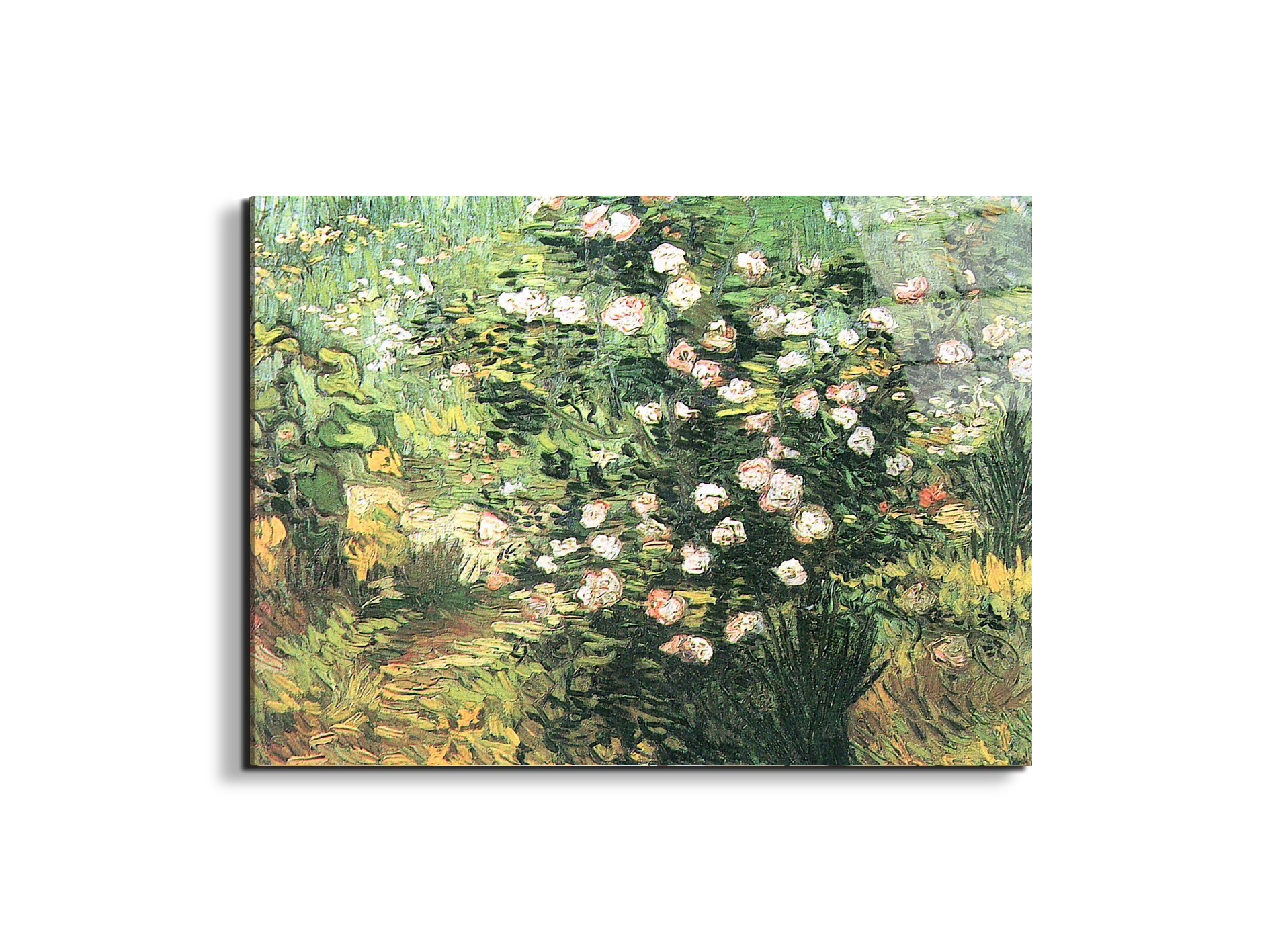 flowering-rosebushas91071-#materiale_EarthArt Total Gloss/dimensioni_76x57