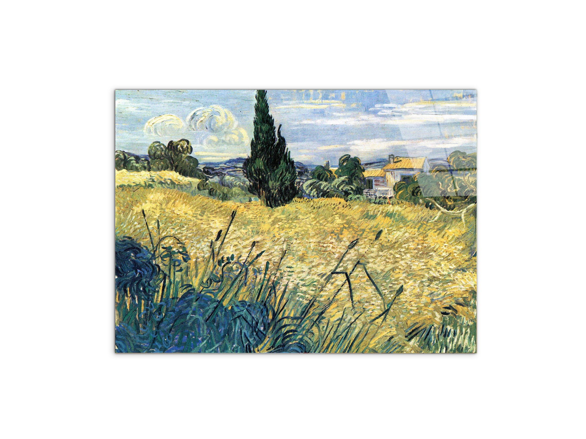 green-wheat-field-with-cypressas91079-#materiale_CrystalArt/dimensioni_76x57