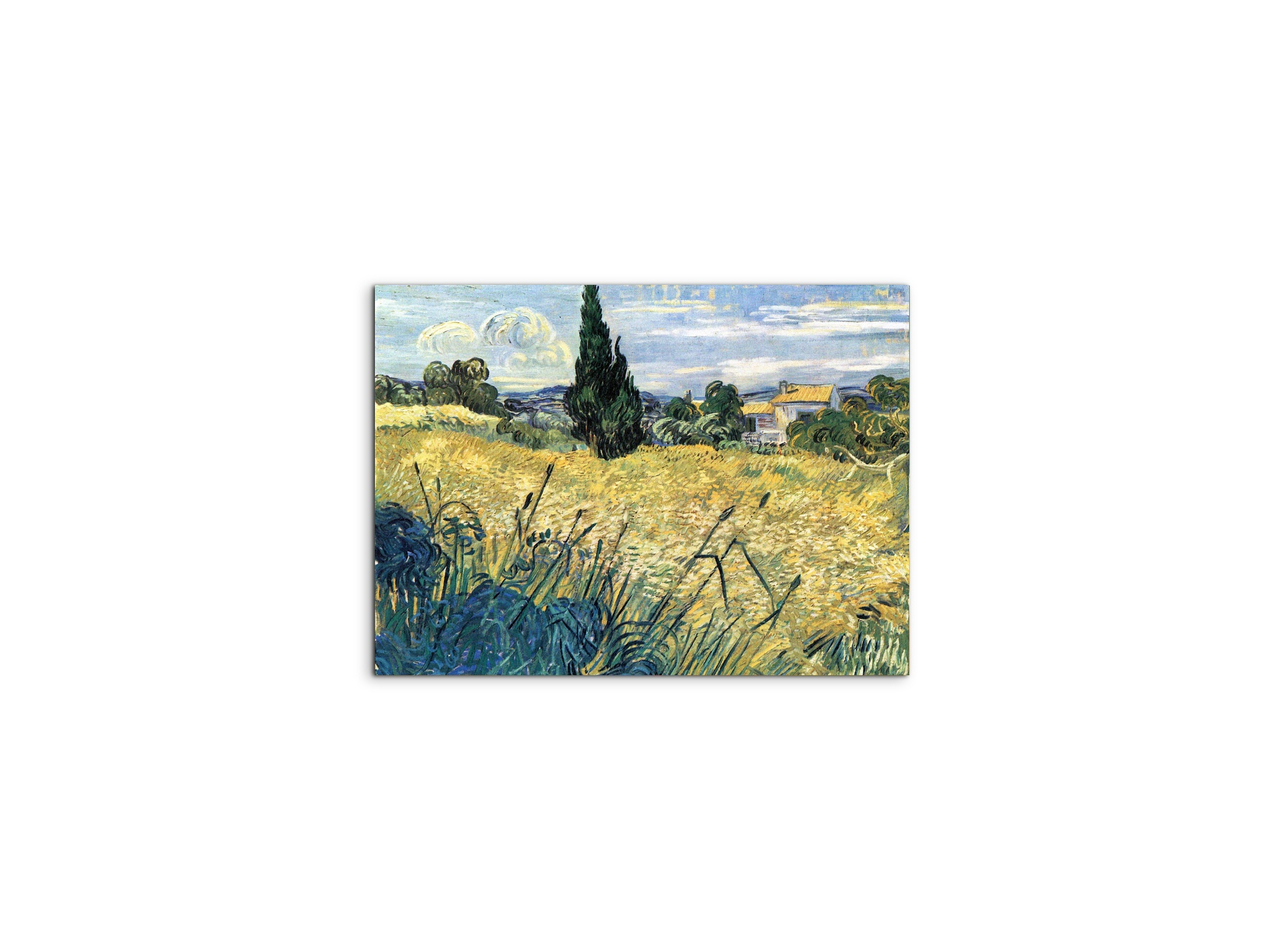 green-wheat-field-with-cypressas91079-