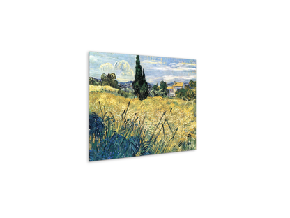 green-wheat-field-with-cypressas91079-