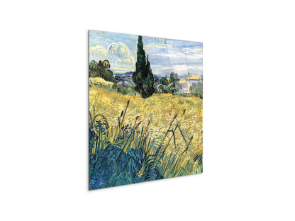 green-wheat-field-with-cypressas91081-