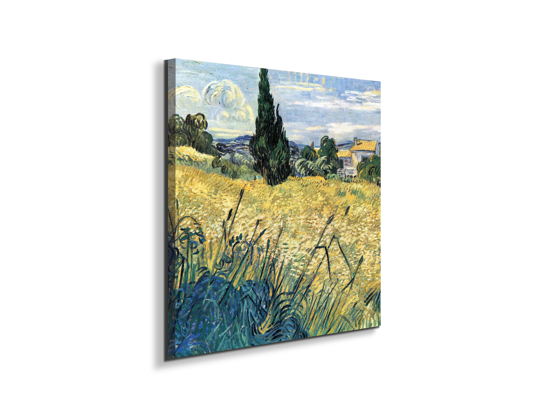 green-wheat-field-with-cypressas91081-