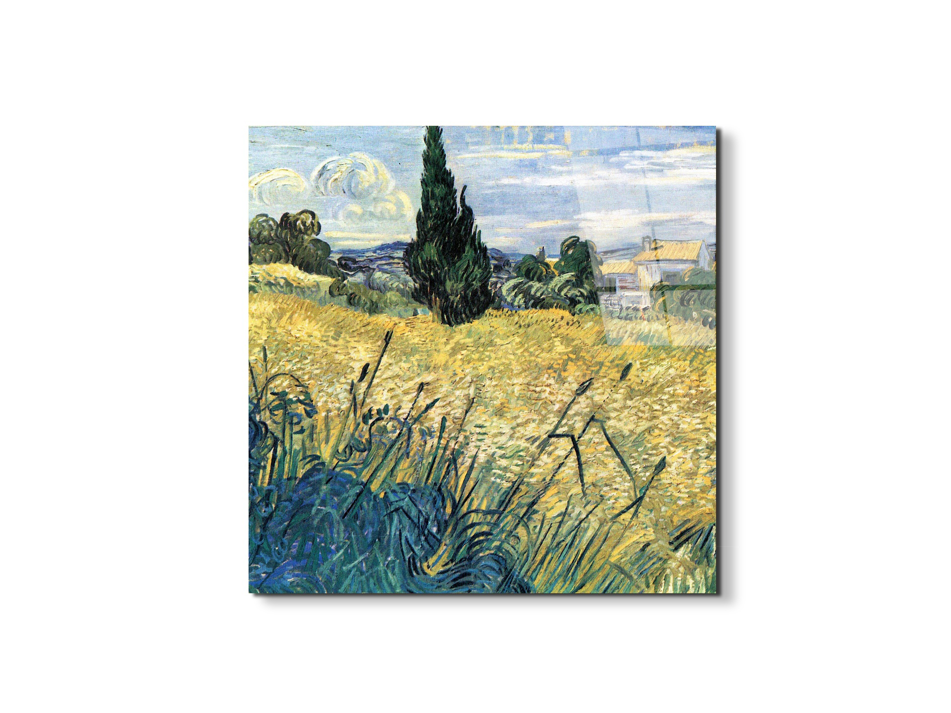 green-wheat-field-with-cypressas91081-