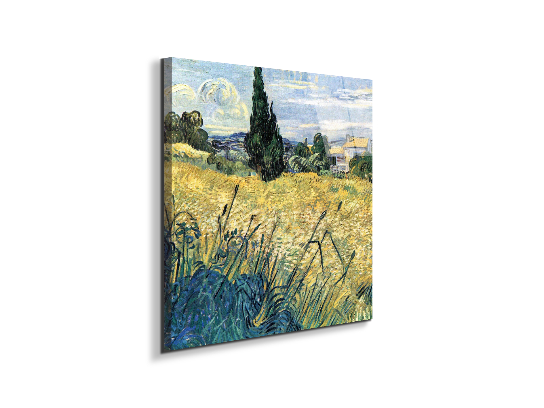 green-wheat-field-with-cypressas91081-