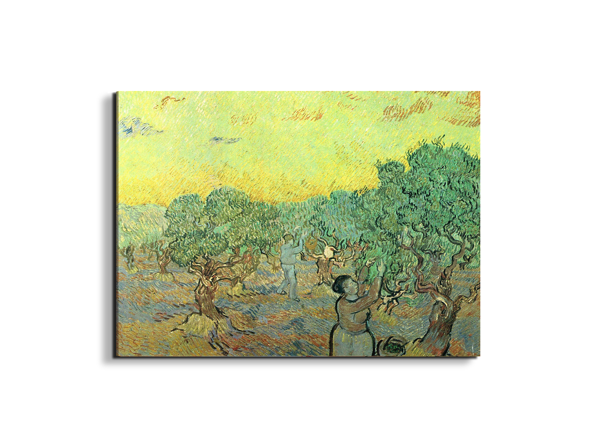 olive-pickers-in-a-groveas91155-#materiale_EarthArt/dimensioni_76x57