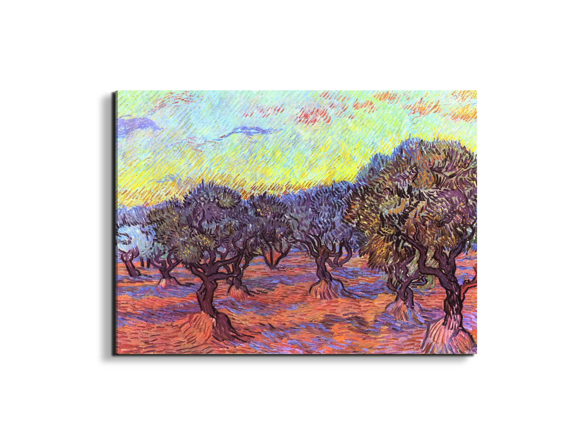 olive-trees-iias91157-#materiale_EarthArt/dimensioni_76x57