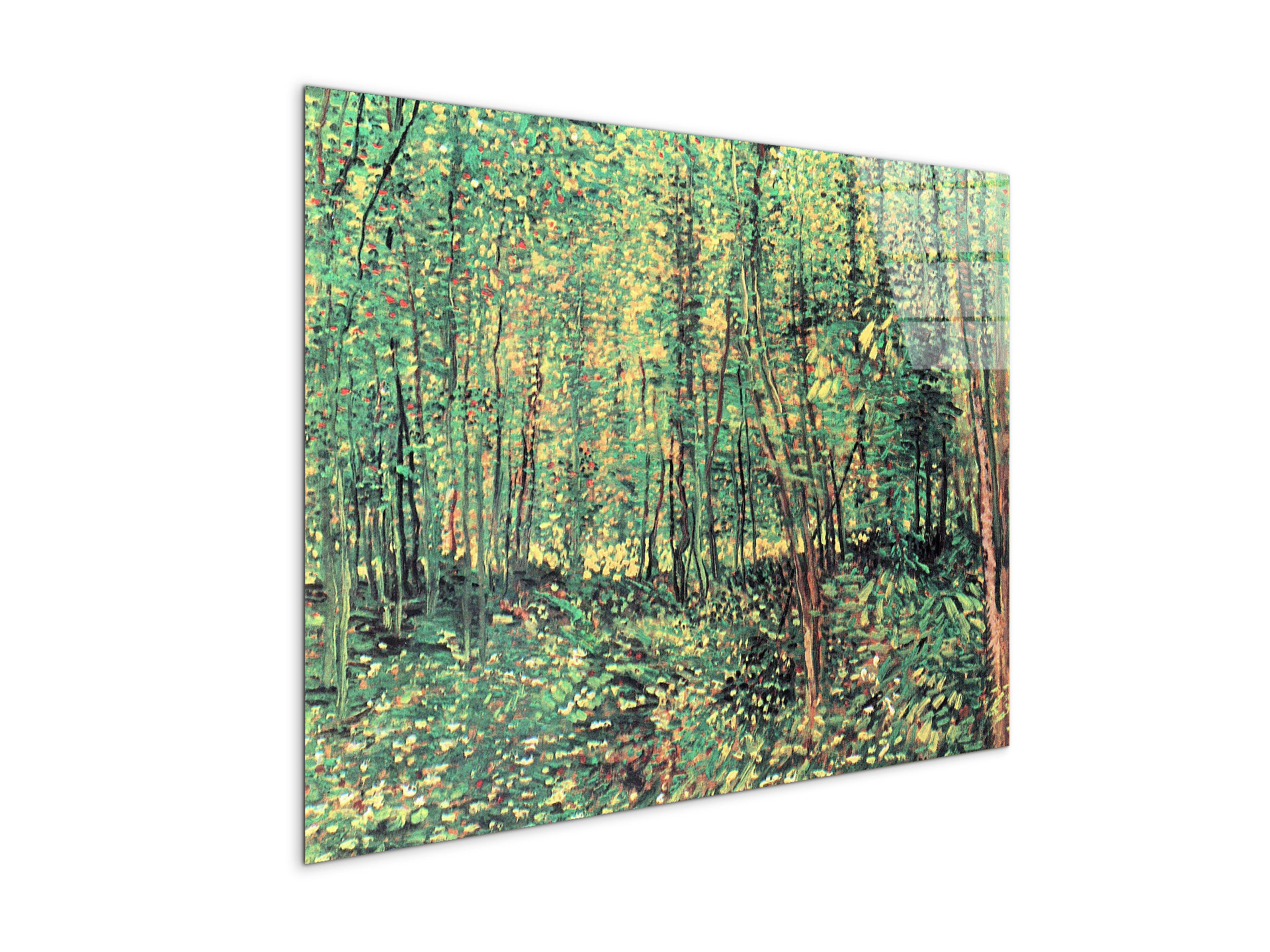 trees-and-undergrowthas91301-