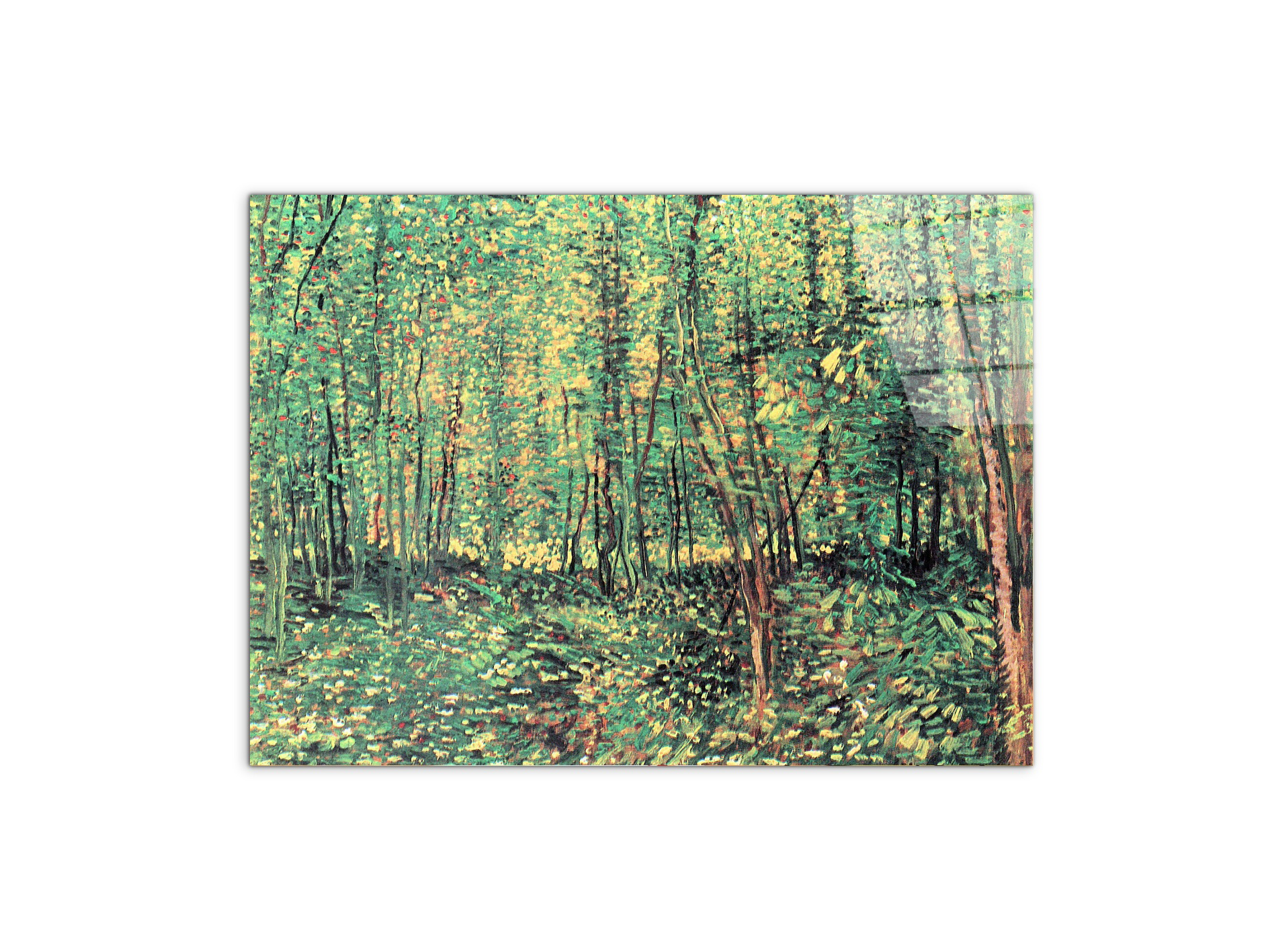 trees-and-undergrowthas91301-#materiale_CrystalArt/dimensioni_76x57