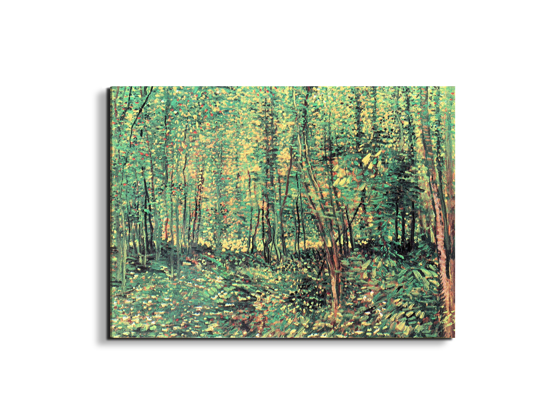 trees-and-undergrowthas91301-
