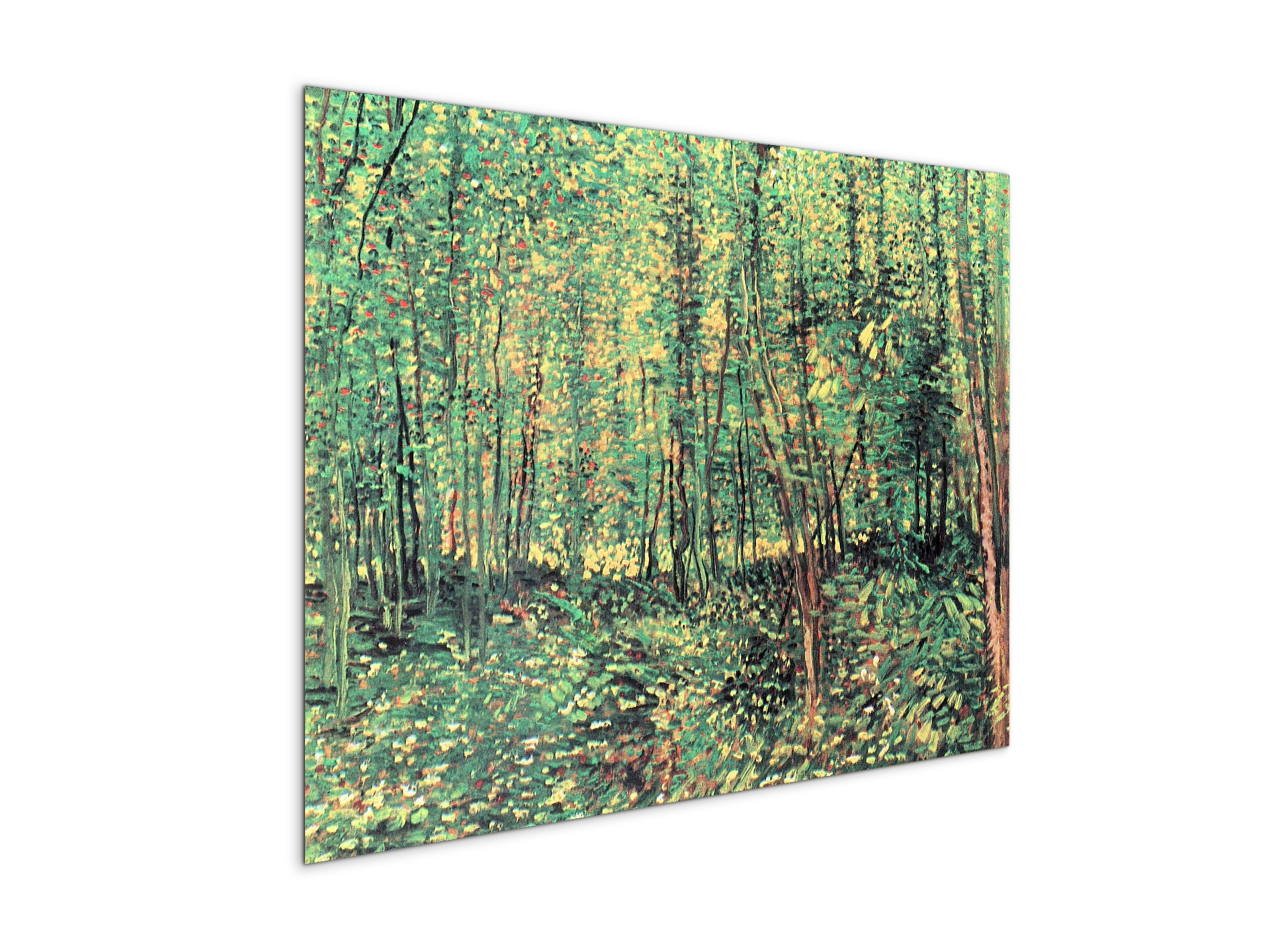 trees-and-undergrowthas91301-