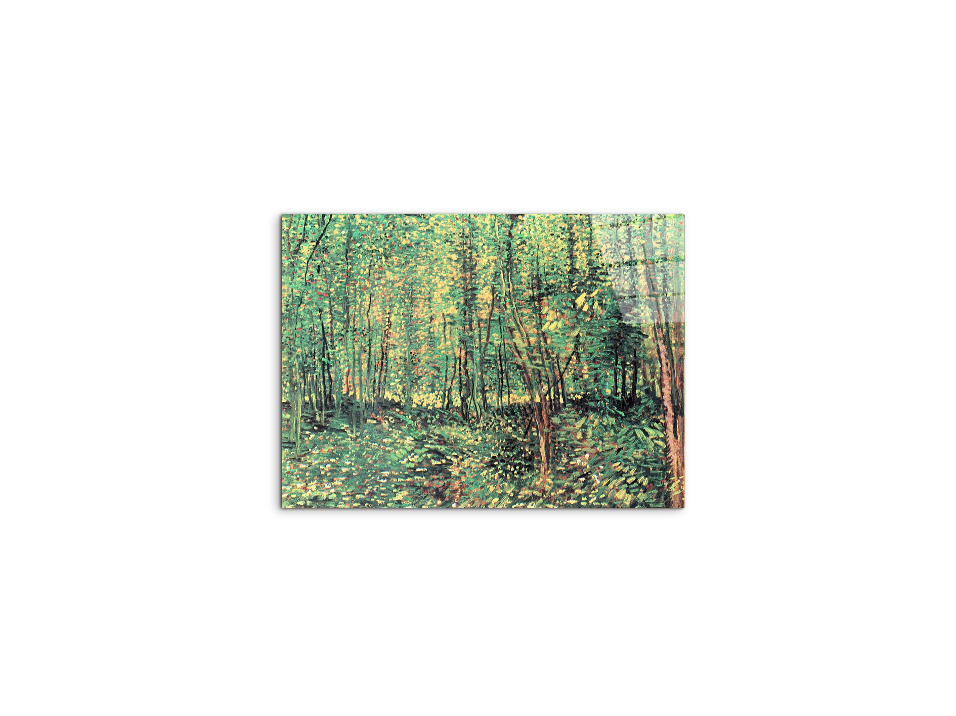 trees-and-undergrowthas91301-