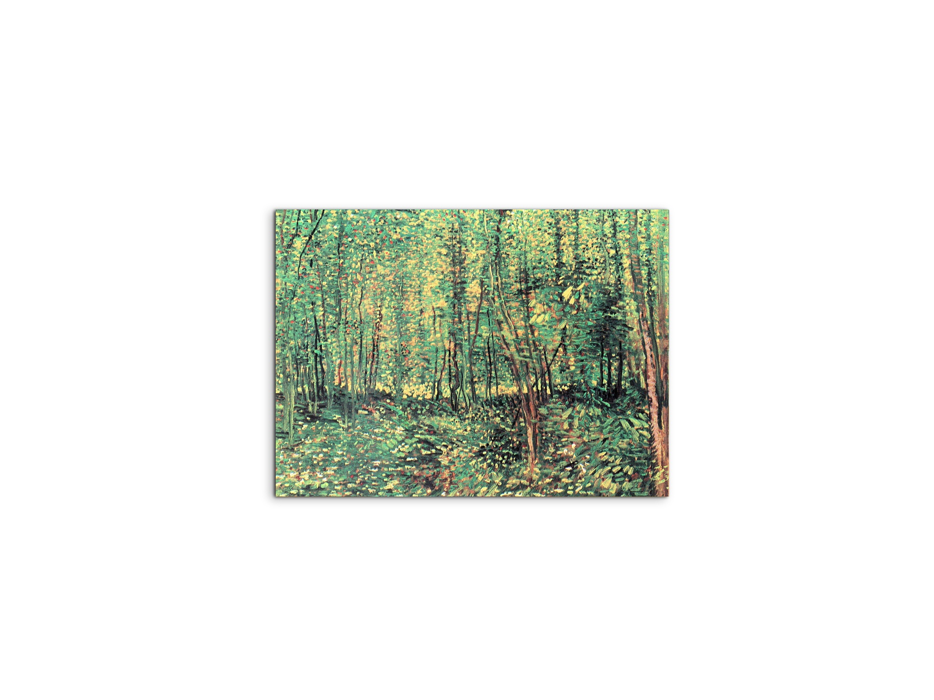 trees-and-undergrowthas91301-