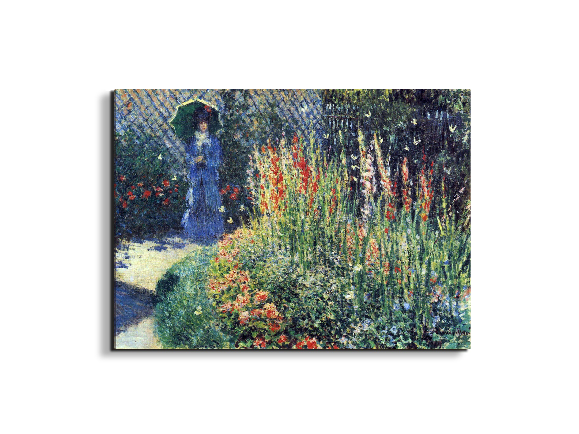 gladiolasas91769-