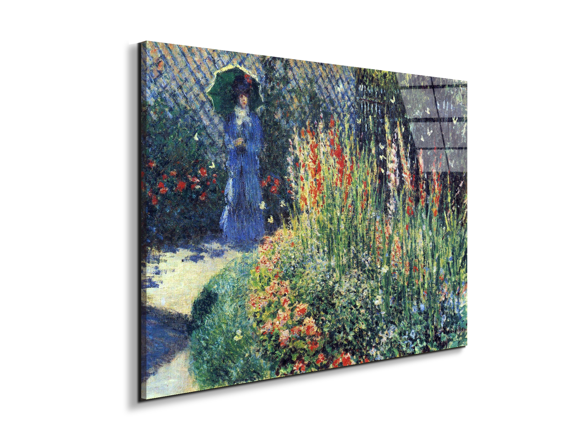 gladiolasas91769-