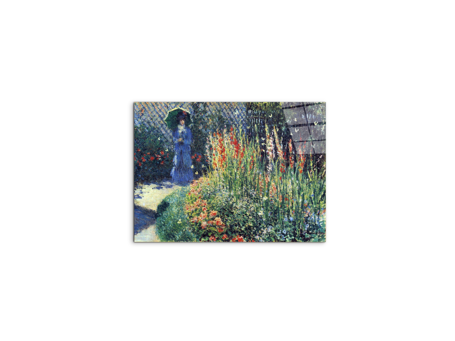gladiolasas91769-