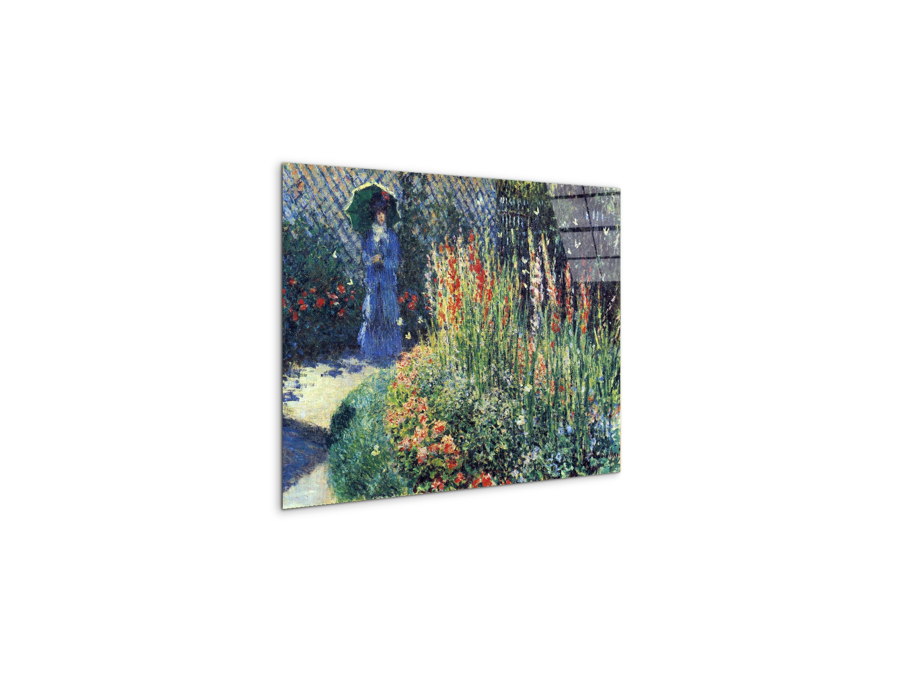 gladiolasas91769-