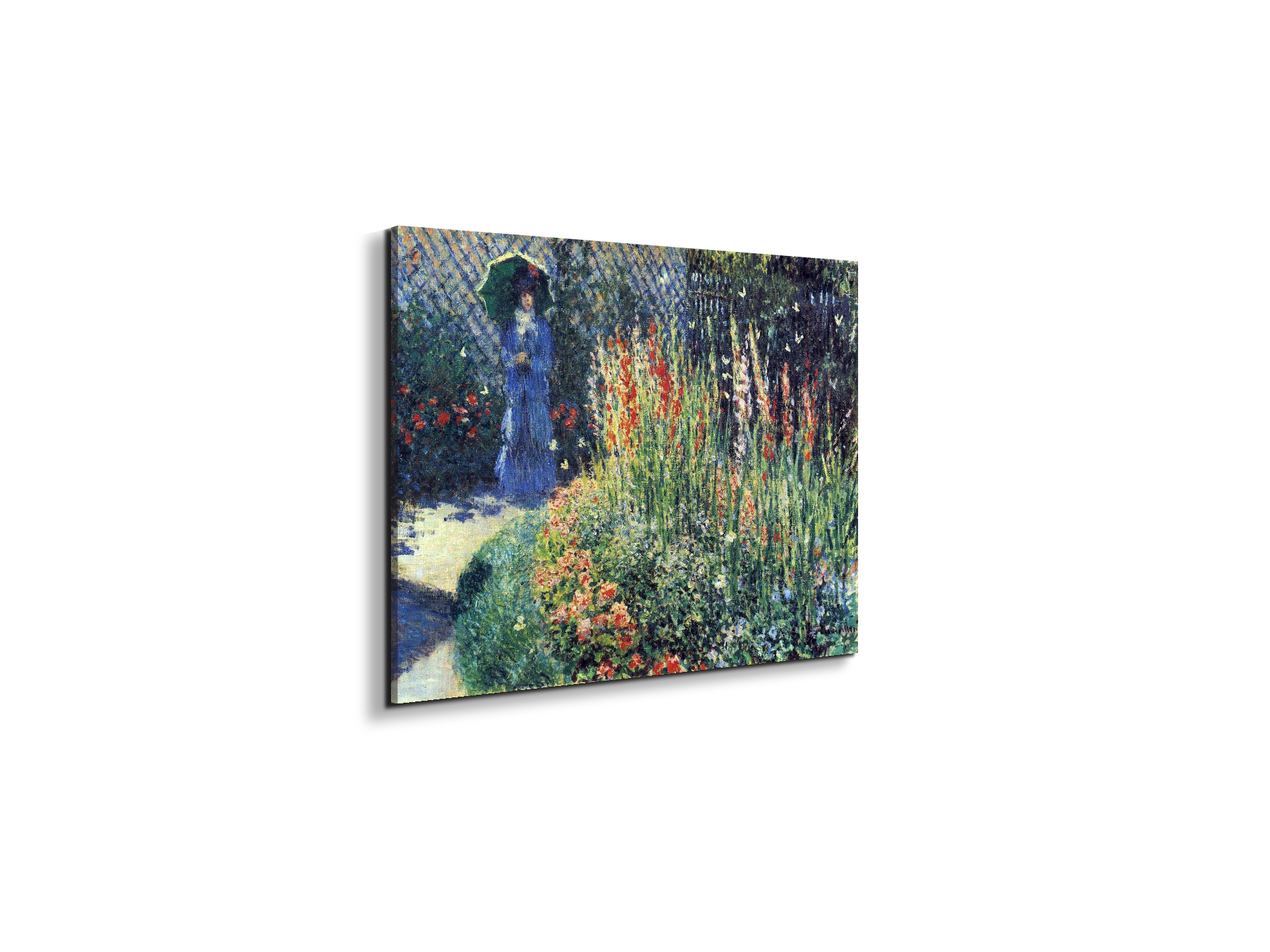 gladiolasas91769-